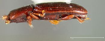 Media type: image;   Entomology 32240 Aspect: habitus lateral view